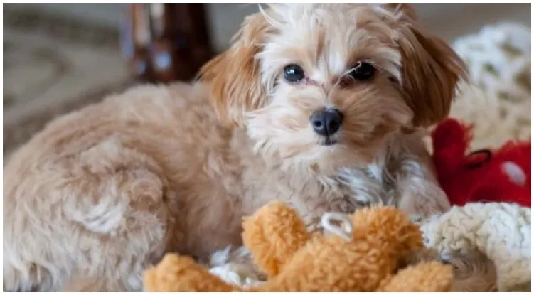 The most adorable Maltese Chihuahua Mix dog laying on the floor