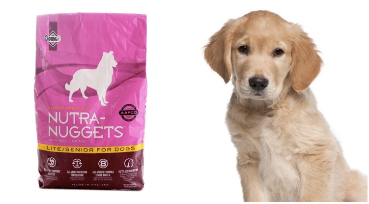 Adorable Golden Retriever Puppy next to a bag of nutra nuggets dog food