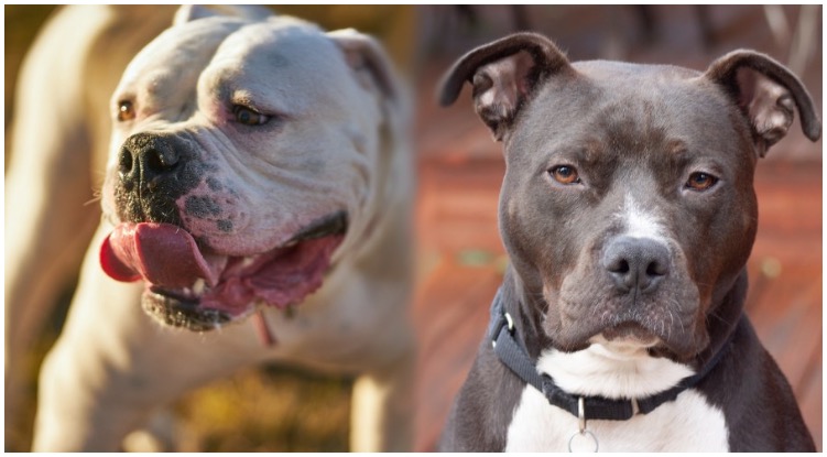 The crossbreed we all saw coming is the Pitbull Bulldog Mix