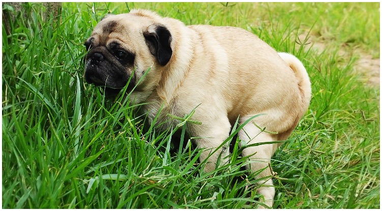 A cute pug pooping in the grass while his owner wonders how long can a dog go without pooping