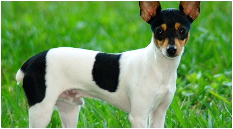 Rat Terrier Chihuahua Mix Dog Standing on grass field