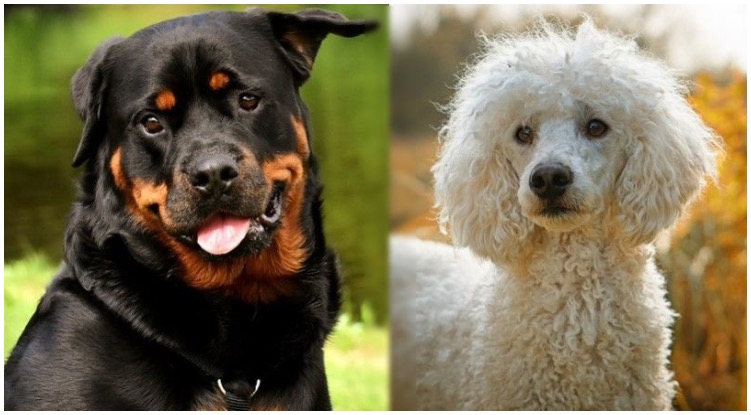 An unexpected crossbreed the Rottweiler Poodle Mix