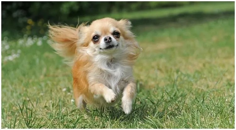 A dog running on fields