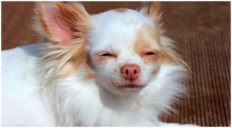 A shih Tzu Chihuahua Mix squinting his eyes