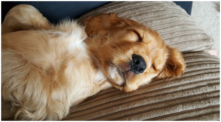 Adorable Golden Retriever puppy sleeps on couch while his owner wonders should I wake up my puppy to pee at night