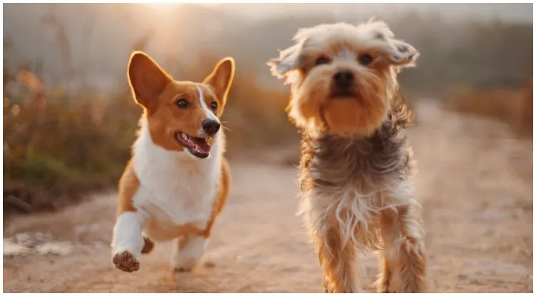 Two adorable dogs running through a field while one of their owners wonders how to train your dog to ignore other dogs