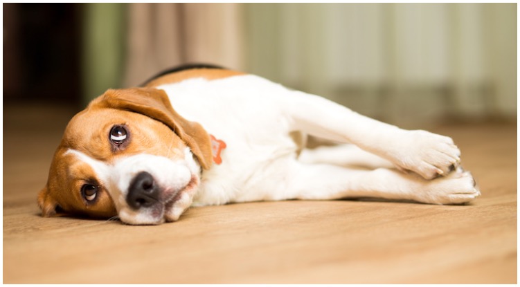 What Toxins Can Cause Seizures In Dogs?