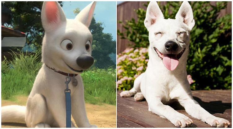 What Kind Of Dog Is Bolt From The Movie?