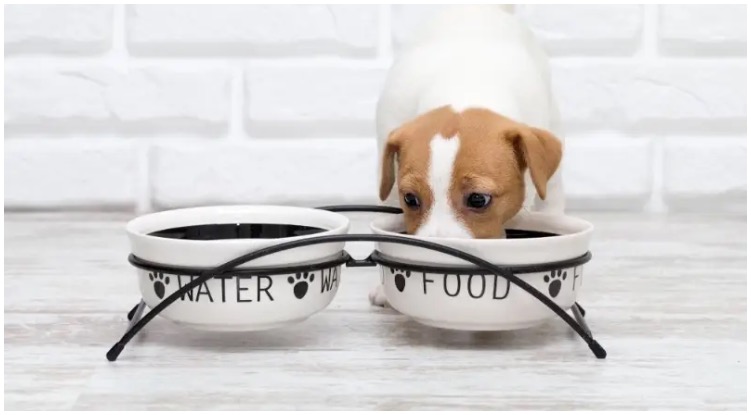 When To Switch Puppy To 2 Meals A Day?