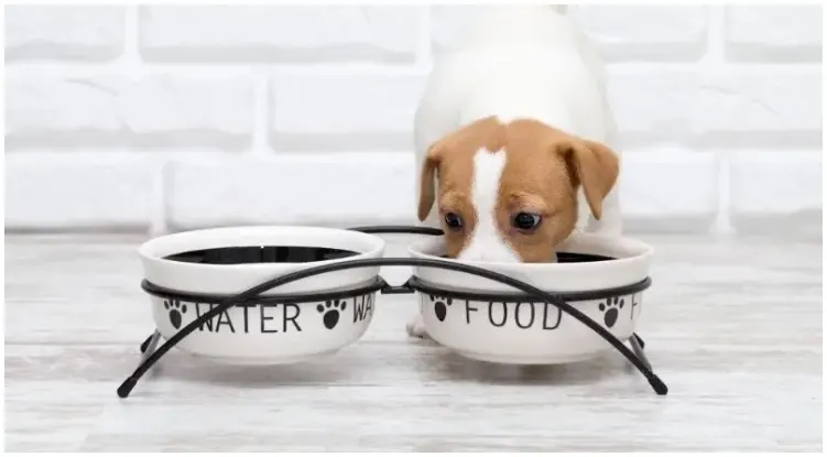 Worried dog owner asking when to switch puppy to 2 meals a day