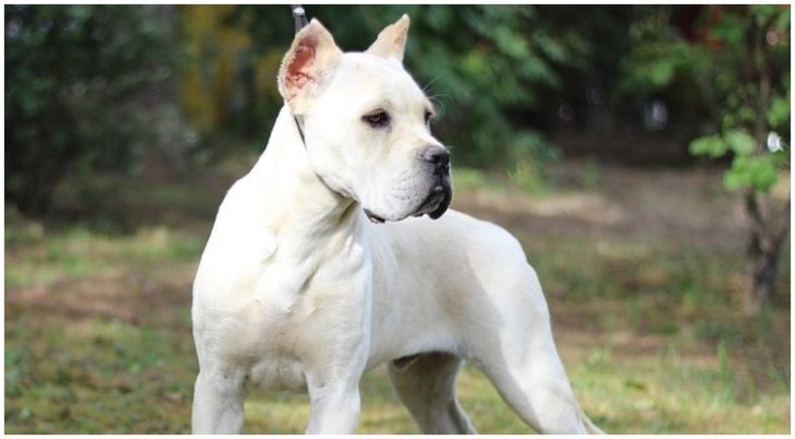 White Cane Corso The Italian Mastiff