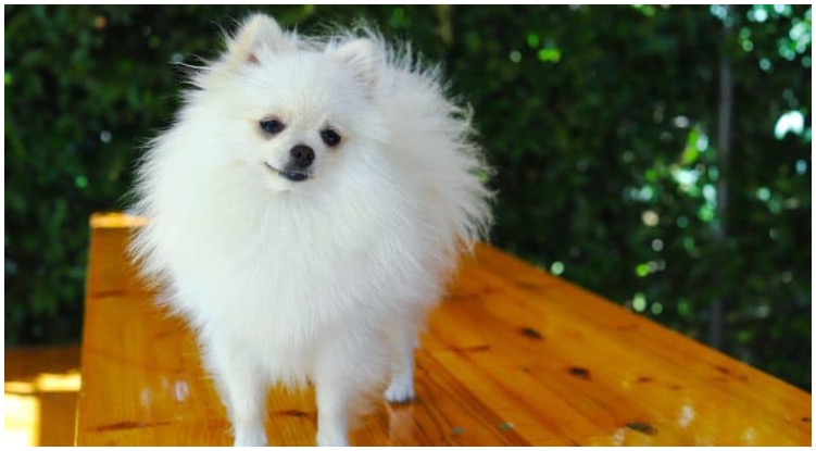 An adorable white Pomeranian puppy standing on a wooden table