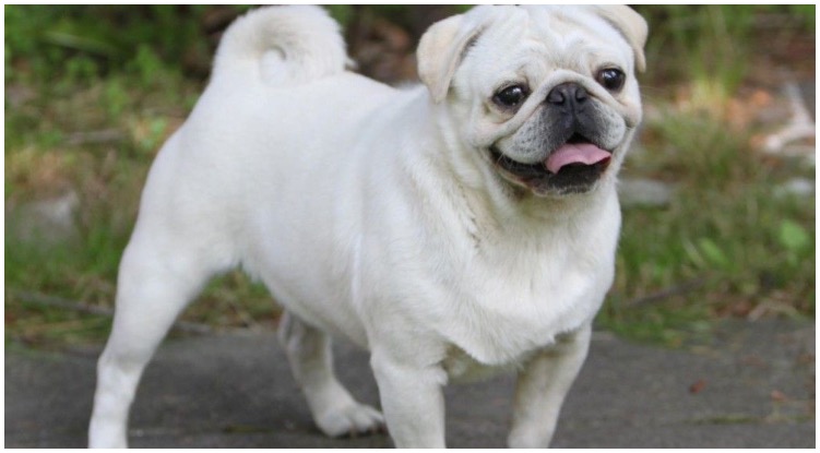 White Pug: Unusual And Adorable