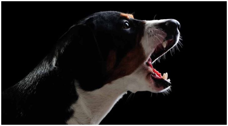 why-do-dogs-bark-at-night-dog-barking-at-night-dog-barks-dogs