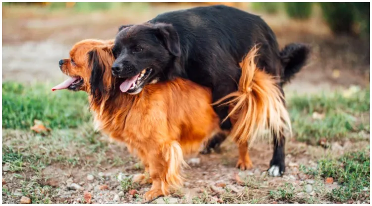 Two dogs humping on each other while their owner wonders why do dogs get stuck when they mate