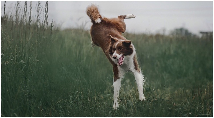 Dog being excited and jumping while his owner wonders why do dogs hump the air