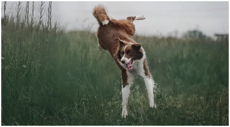 Dog being excited and jumping while his owner wonders why do dogs hump the air