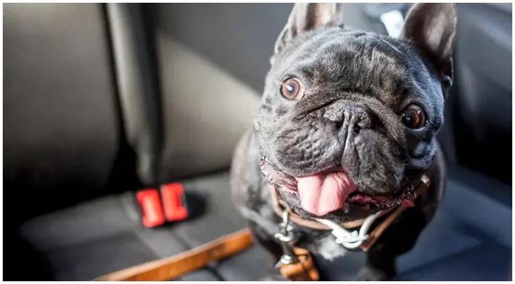 French pittbul sitting in the car while his owner wonders why is my dog breathing heavy