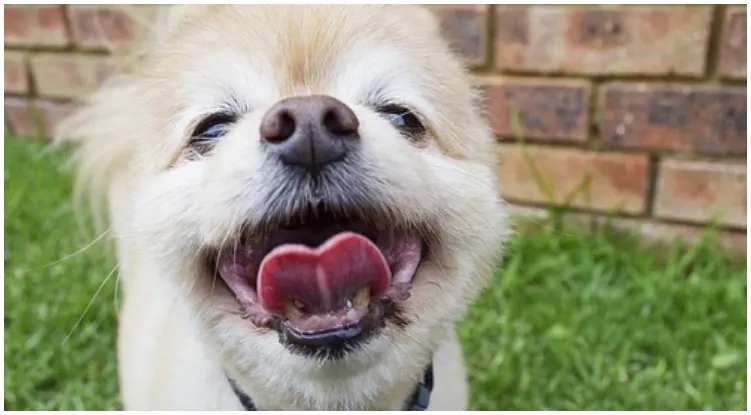 Adorable dog making a silly face while his owner wonders why is my dog wheezing