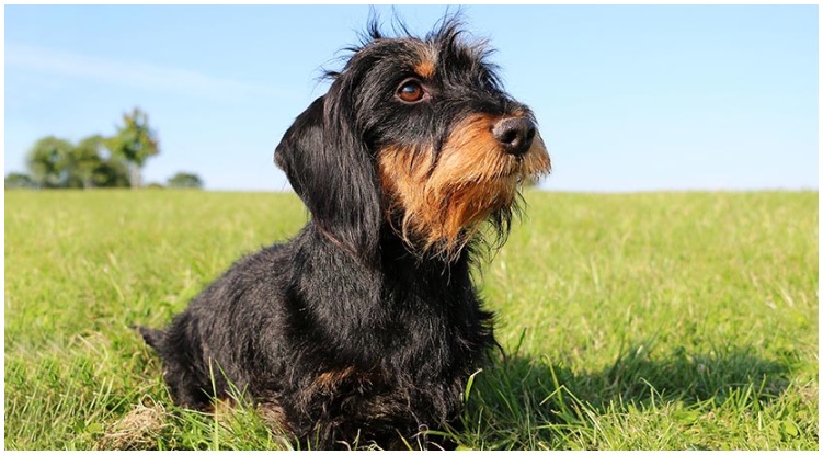 Cute wire haired dachshund dog sitting on a field of grass