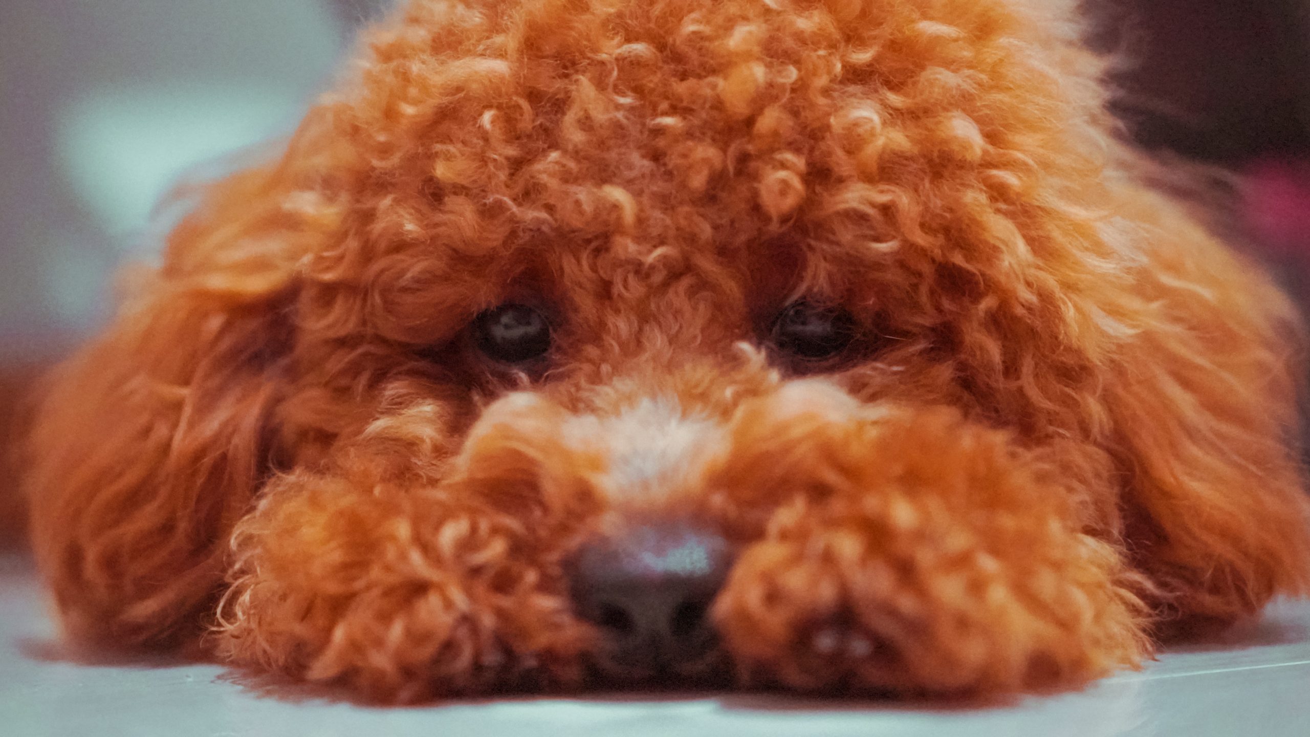 Moyen Poodle: What makes them different?