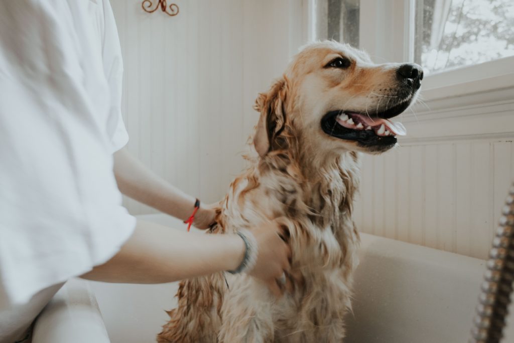 How to get sap out of dog fur: Our best tips - The Goldens Club