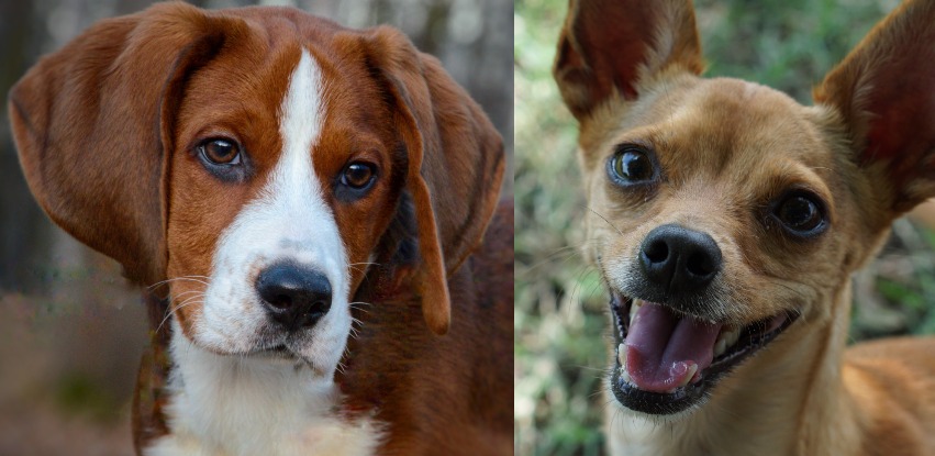 Beagle Chihuahua Mix: A very special hybrid