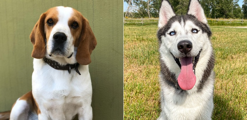 Beagle Husky Mix: The loyal and affectionate dog