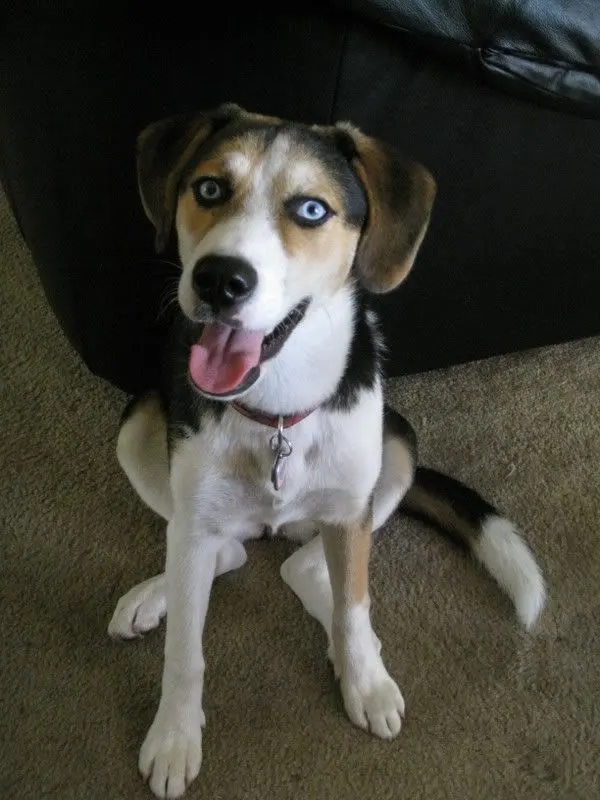 husky beagle mix