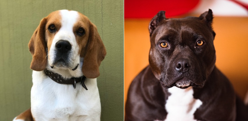 Pitbull Beagle Mix: A very unusual hybrid dog
