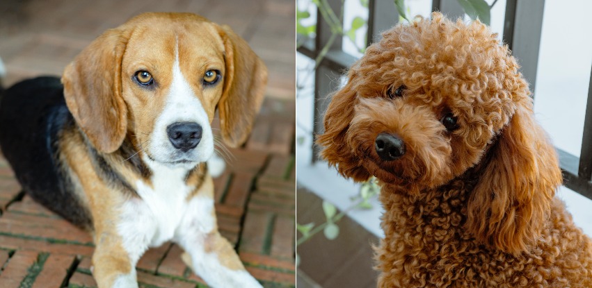 Beagle Poodle Mix: The sweetest dog of all