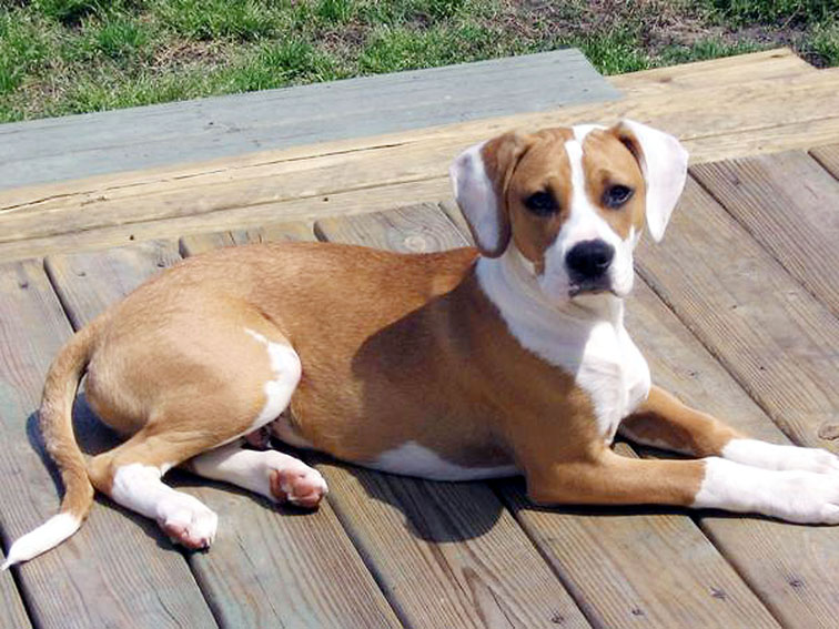 Pitbull Beagle Lab Mix