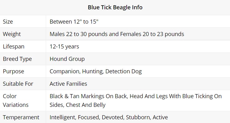 blue tick beagle