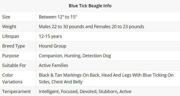 blue tick beagle