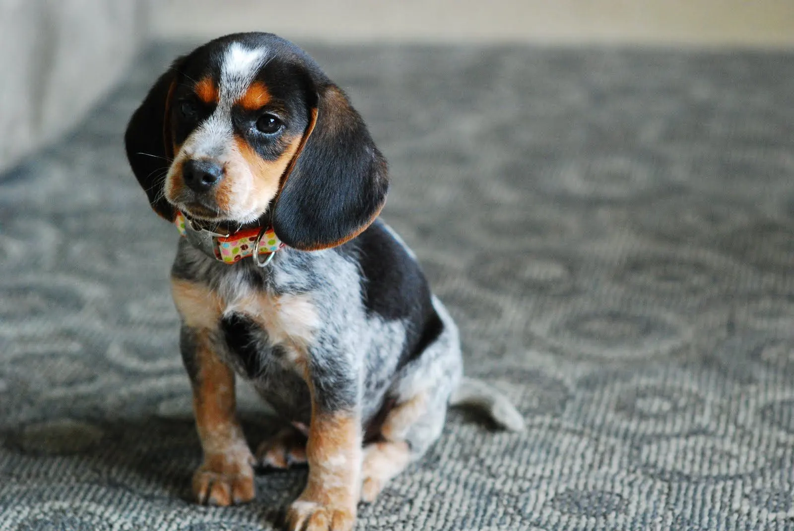 blue tick beagle puppy