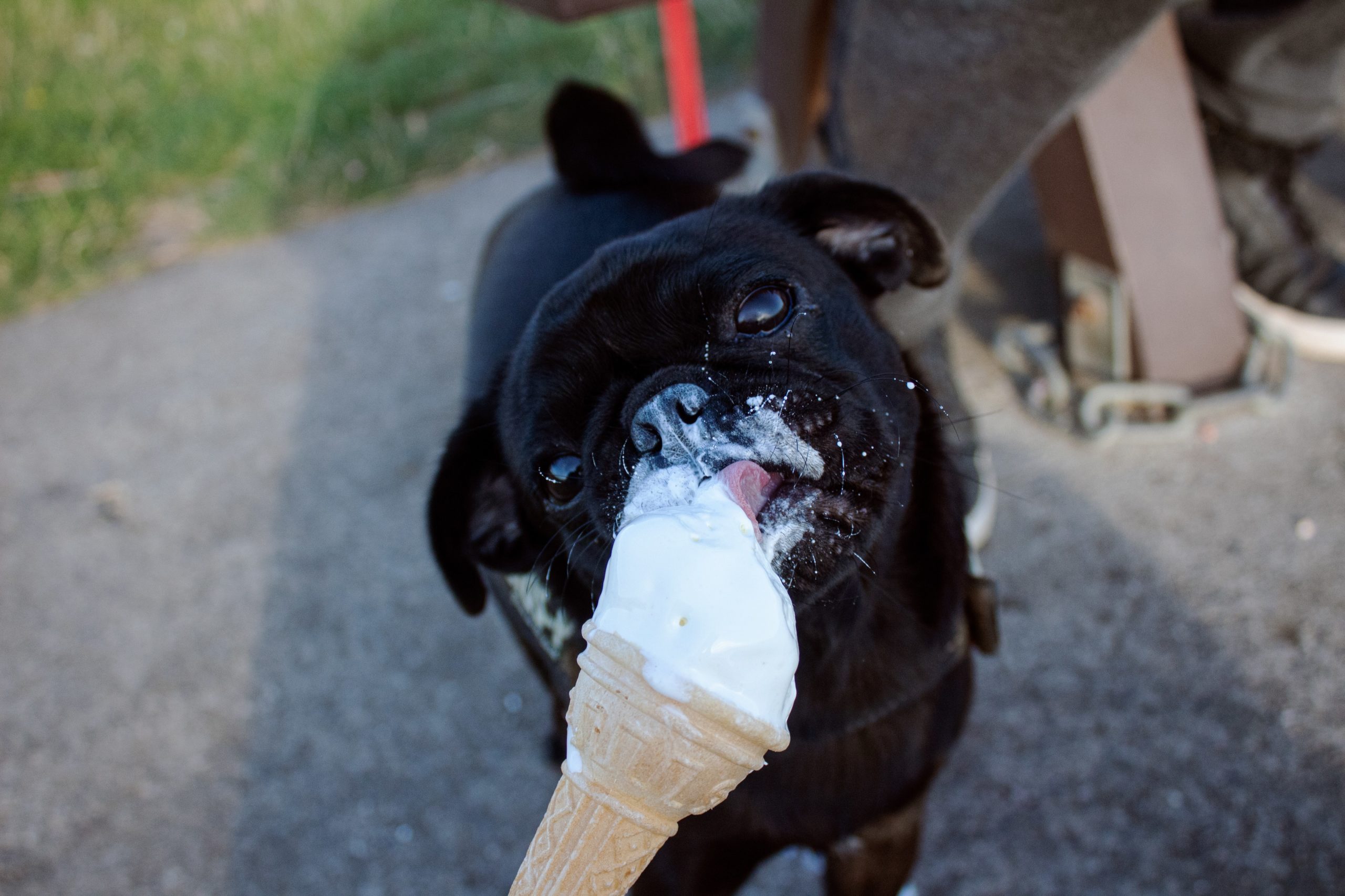 can dogs get brain freeze