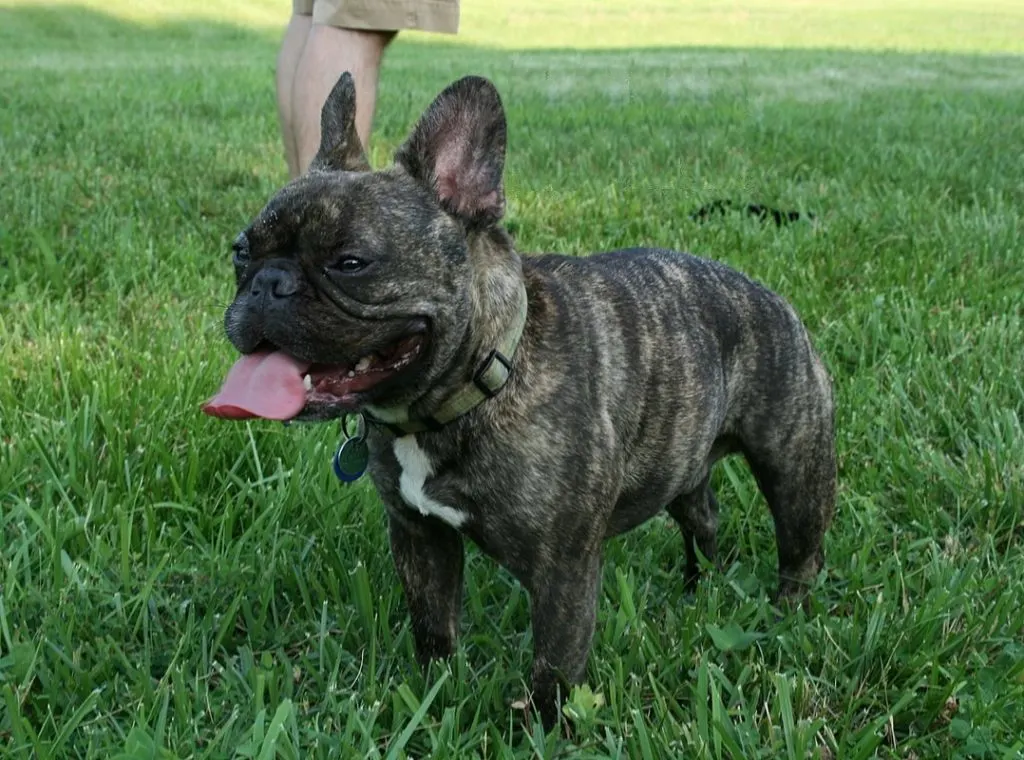 brindle french bulldog