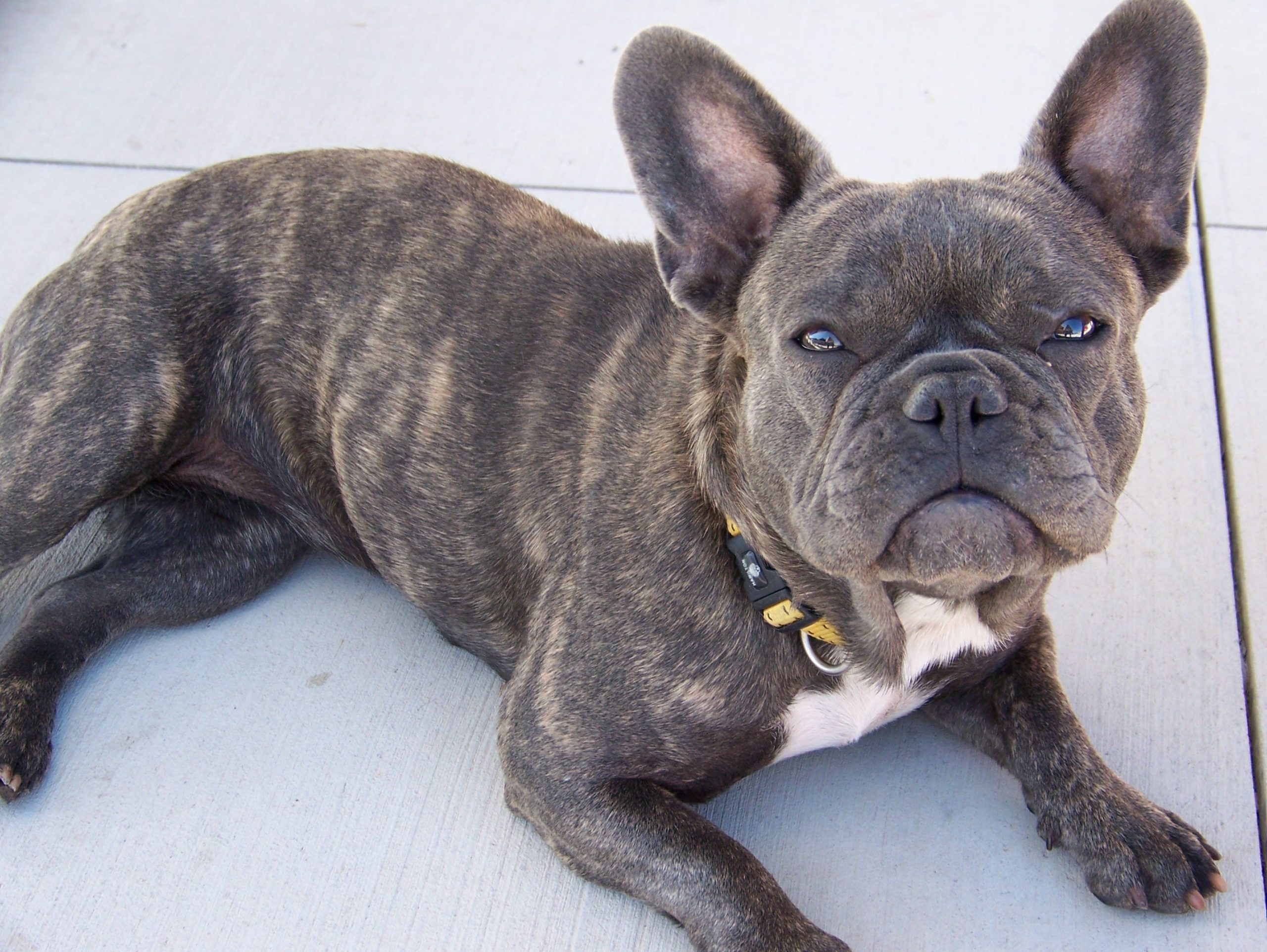 Brindle French Bulldog: The dog with tiger stripes