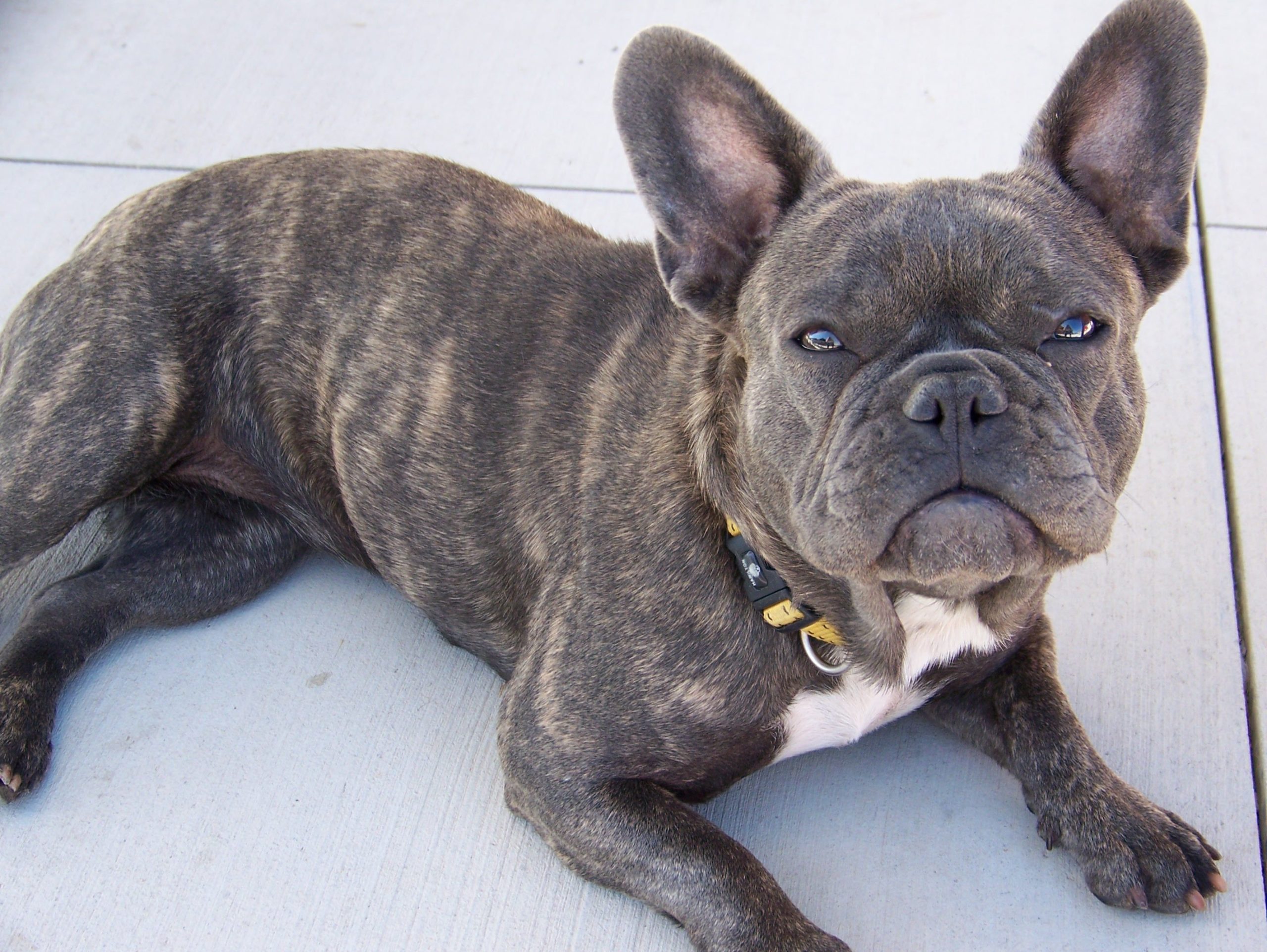 Brindle French Bulldog: The dog with tiger stripes 