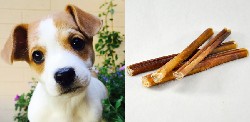 Can puppies have bully sticks