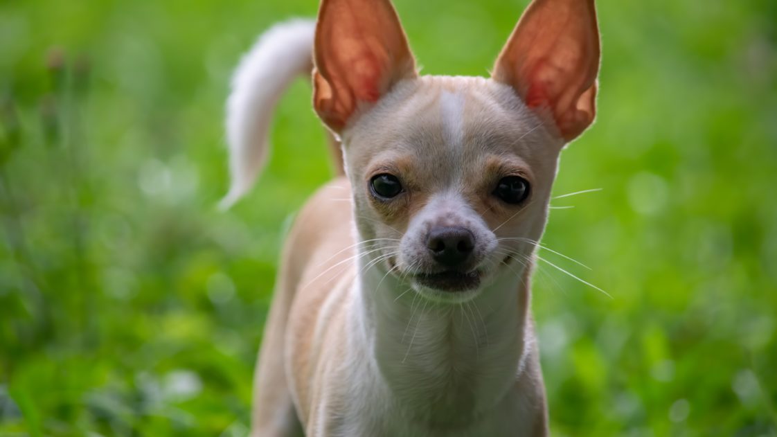 Smallest Dog In The World: Milly The Chihuahua - Golden Retriever Club