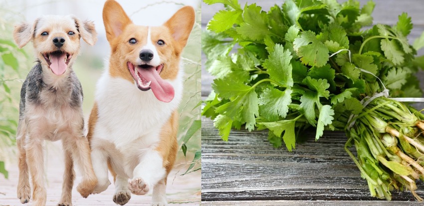 is cilantro bad for dogs