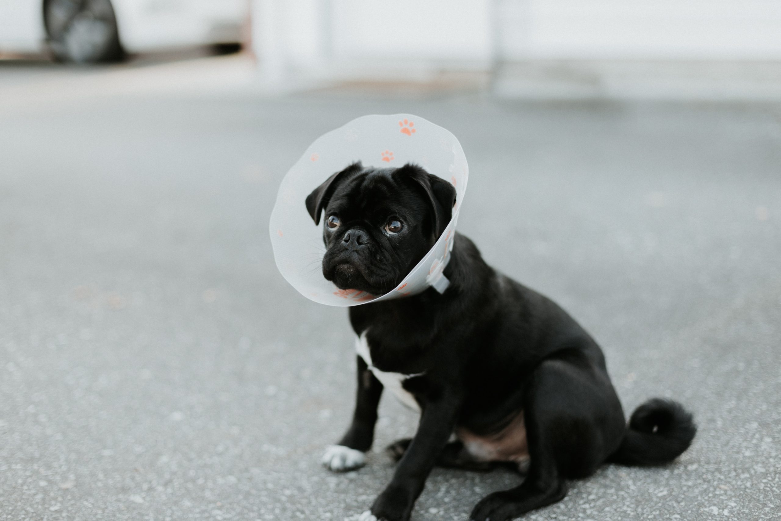 how to put a cone on a dog