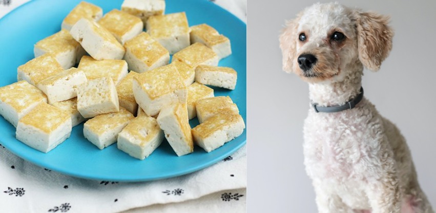 Can dogs have tofu? Is tofu safe for dogs?