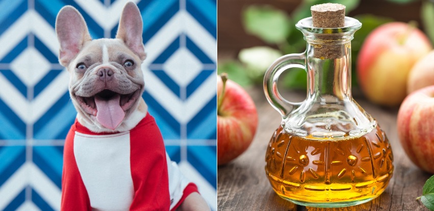 Can dogs eat vinegar? How safe is it?