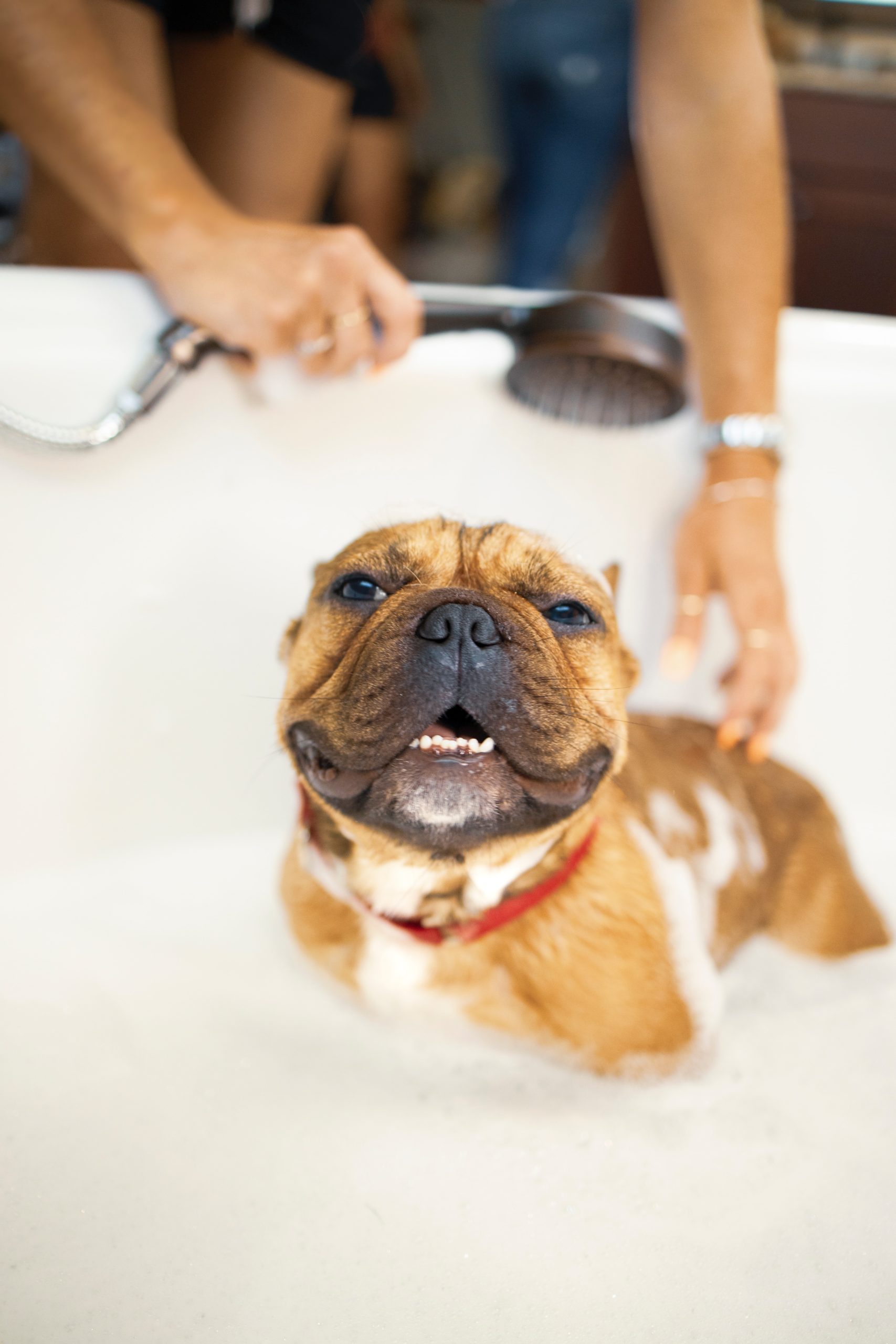 How to get sap out of dog fur: Our best tips