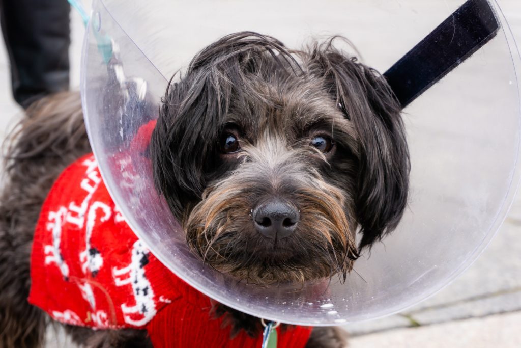 How to put a cone on a dog