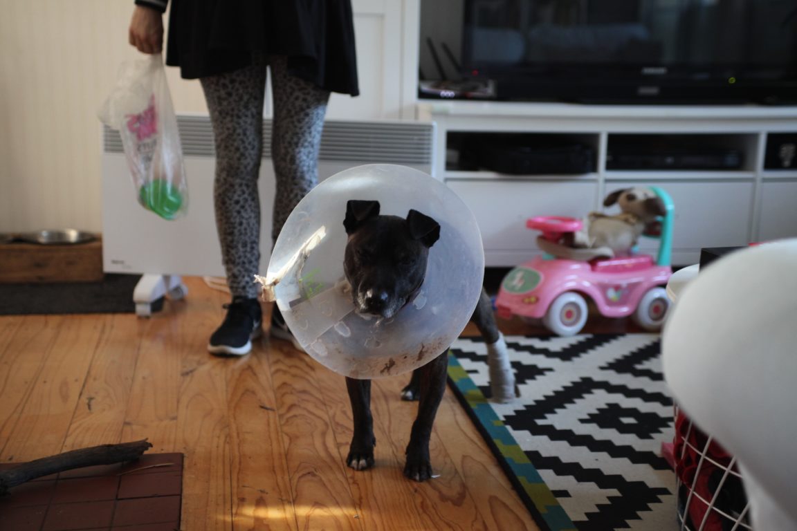 How to put a cone on a dog?