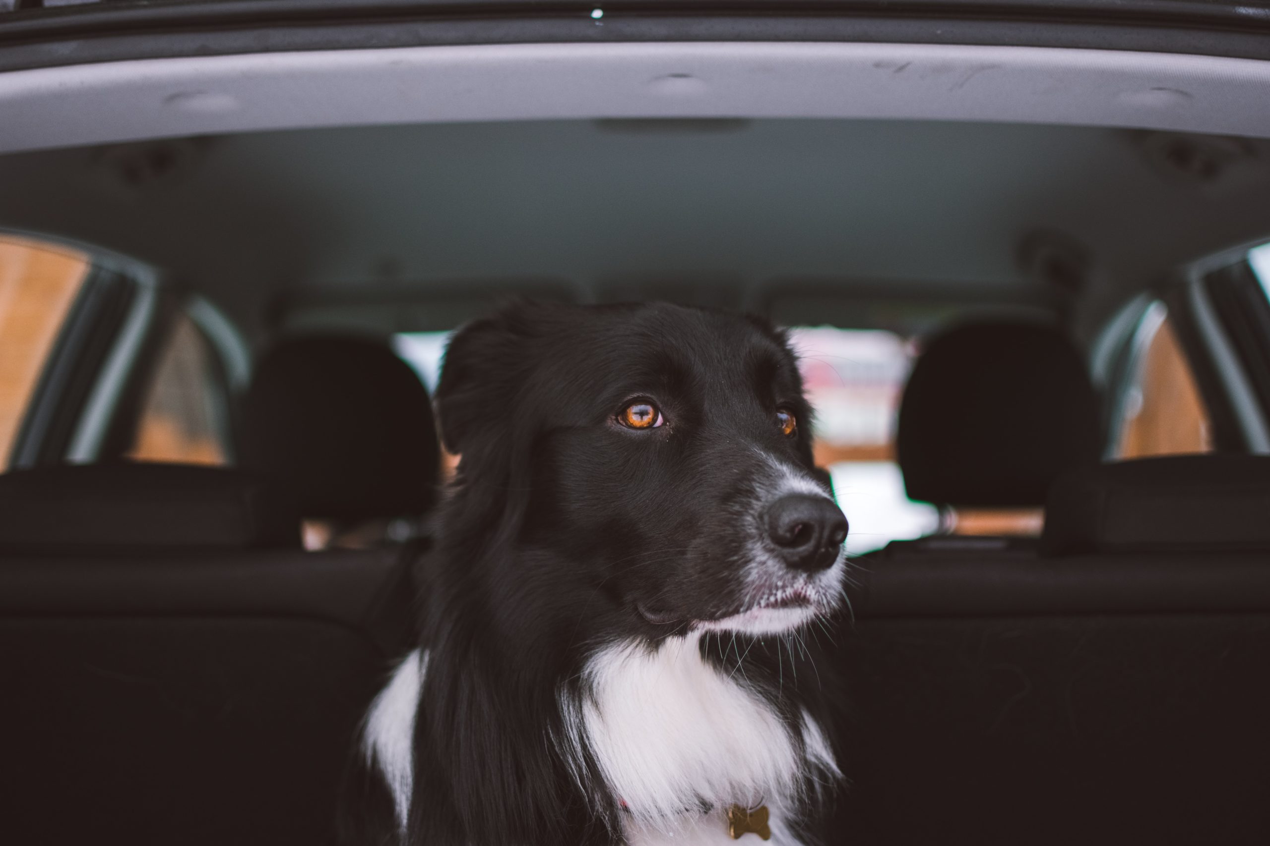 How to remove dog hair from car