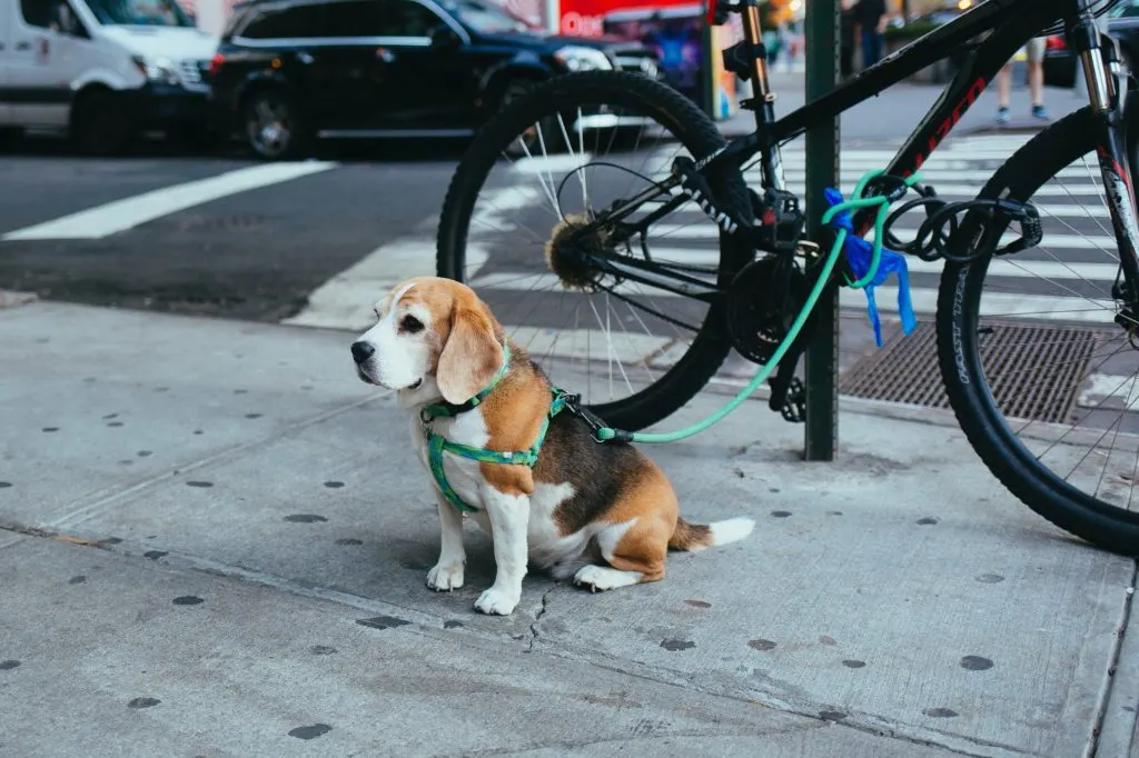 dog next to a bike
